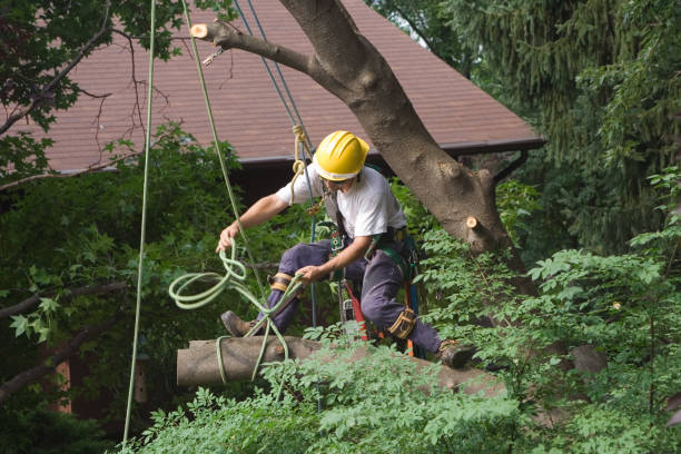 Best Lawn Mowing  in Flint Hill, MO