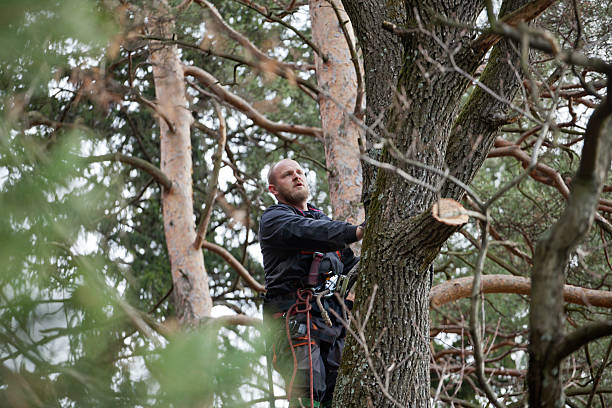 Best Hedge Trimming  in Flint Hill, MO