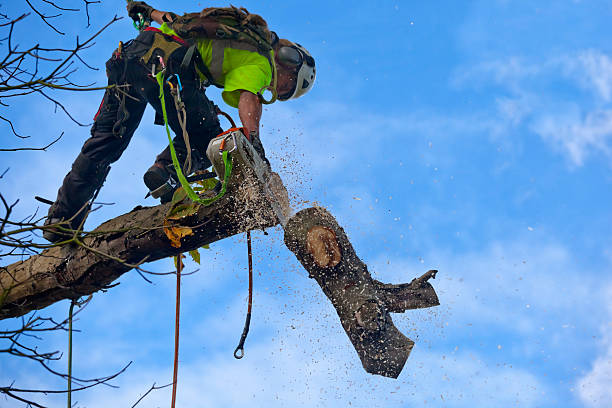 Best Palm Tree Trimming  in Flint Hill, MO